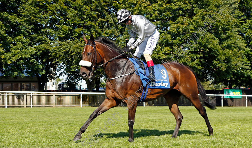 Romantic-Proposal-0001 
 ROMANTIC PROPOSAL (Chris Hayes)
Newmarket 9 Jul 2022 - Pic Steven Cargill / Racingfotos.com