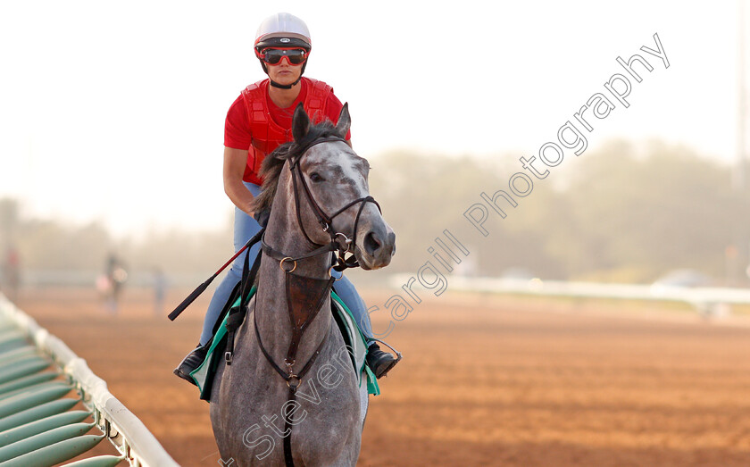 Tacitus-0002 
 TACITUS preparing for The Saudi Cup
Riyadh Racetrack, Kingdom Of Saudi Arabia, 27 Feb 2020 - Pic Steven Cargill / Racingfotos.com