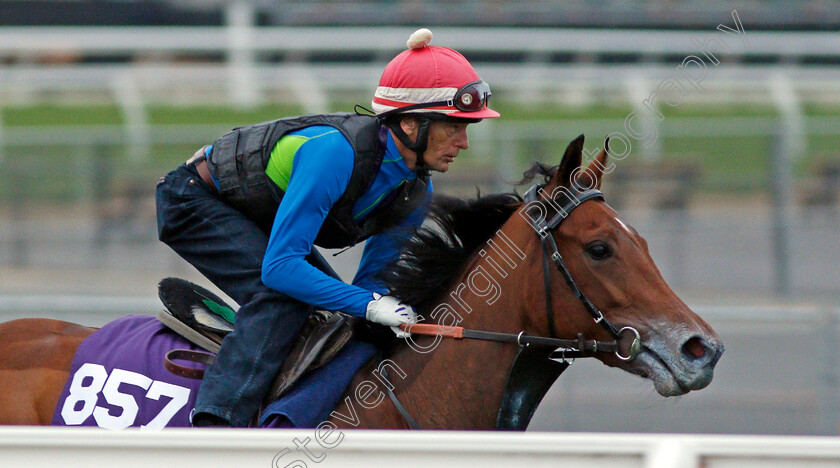 Juliet-Capulet-0002 
 JULIET CAPULET training for The Breeders' Cup Juvenile Fillies Turf at Del Mar USA, 1 Nov 2017 - Pic Steven Cargill / Racingfotos.com