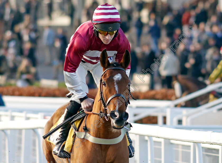 Moutarde-0001 
 MOUTARDE (Gavin Sheehan)
Cheltenham 14 Dec 2024 - Pic Steven Cargill / Racingfotos.com