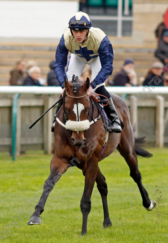 The-Hun-0001 
 THE HUN (Clifford Lee)
Newmarket 25 Oct 2023 - Pic Steven Cargill / Racingfotos.com