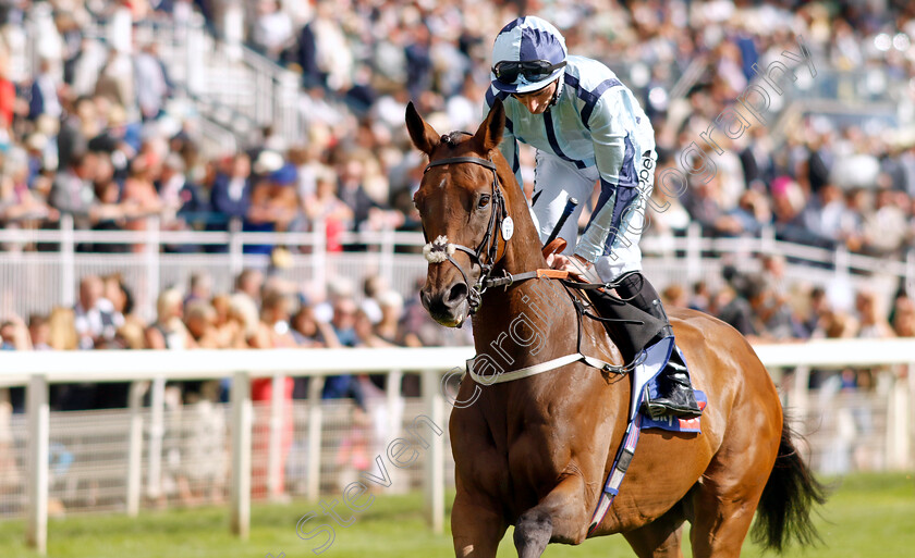 Get-Shirty-0001 
 GET SHIRTY (Daniel Tudhope)
York 26 Aug 2023 - Pic Steven Cargill / Racingfotos.com