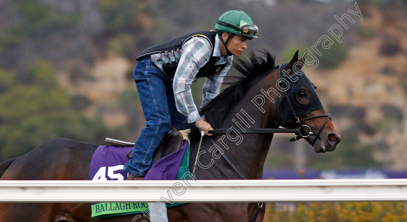 Ballagh-Rocks-0001 
 BALLAGH ROCKS exercising at Del Mar USA in preparation for The Breeders' Cup Mile 30 Oct 2017 - Pic Steven Cargill / Racingfotos.com