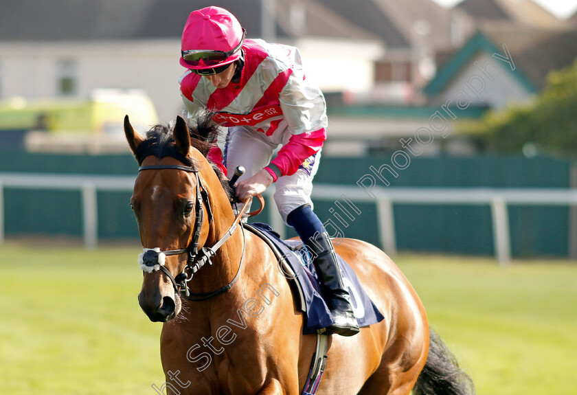 Enrolled-0003 
 ENROLLED (Daniel Muscutt)
Yarmouth 18 Sep 2024 - Pic Steven Cargill / Racingfotos.com