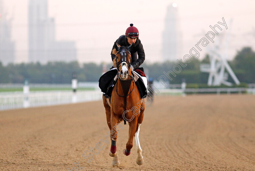 Galen-0003 
 GALEN training at the Dubai Racing Carnival
Meydan 22 Jan 2025 - Pic Steven Cargill / Racingfotos.com