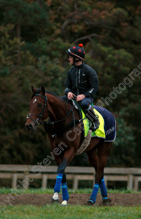 Cracksman-0009 
 CRACKSMAN between canters on Warren Hill in Newmarket 13 Oct 2017 - Pic Steven Cargill / Racingfotos.com