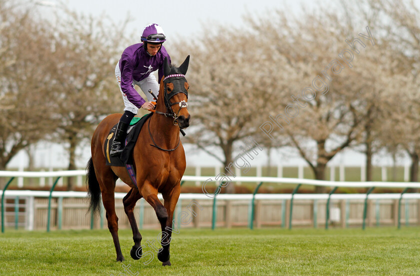 Hello-You 
 HELLO YOU (Rossa Ryan)
Newmarket 12 Apr 2022 - Pic Steven Cargill / Racingfotos.com