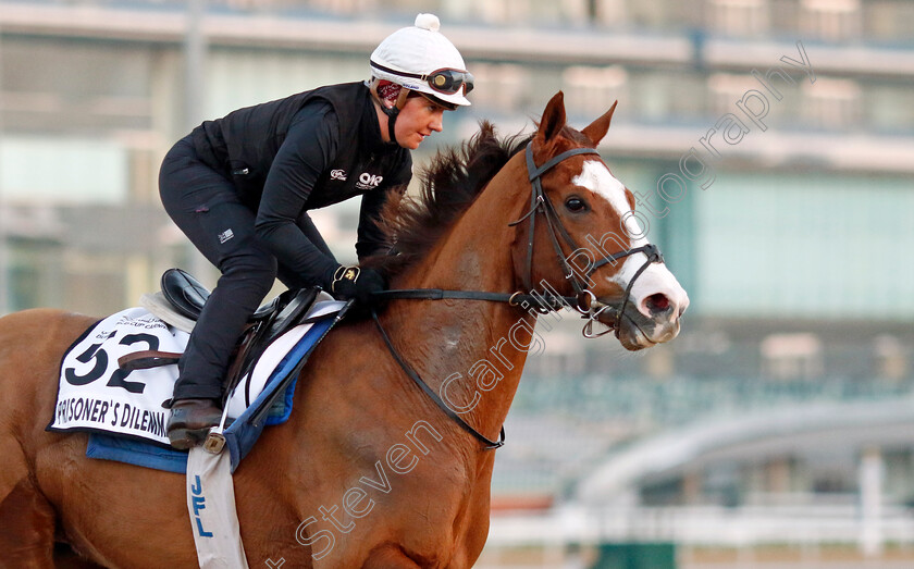 Prisoner s-Dilemma-0001 
 PRISONER'S DILEMMA training at Meydan, Dubai
2 Feb 2023 - Pic Steven Cargill / Racingfotos.com