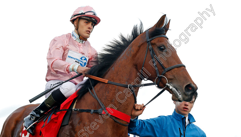 Dance-The-Dream-0001 
 DANCE THE DREAM (Tyler Saunders) Doncaster 11 Nov 2017 - Pic Steven Cargill / Racingfotos.com