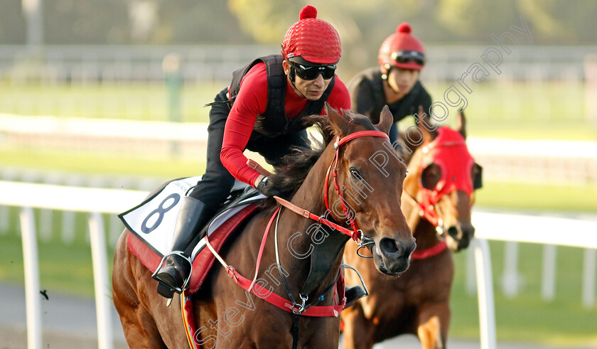 Romantic-Warrior-0009 
 ROMANTIC WARRIOR training at the Dubai Racing Carnival
Meydan 2 Jan 2025 - Pic Steven Cargill / Racingfotos.com