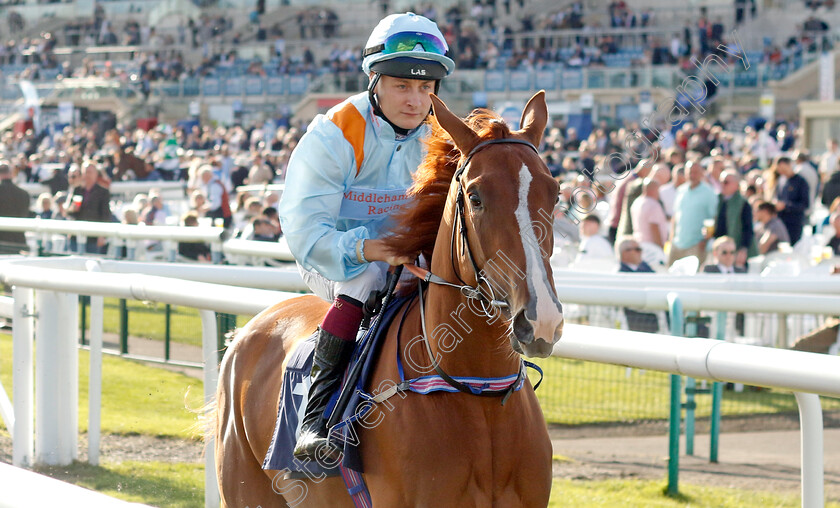 Arf s-Duchess-0001 
 ARF'S DUCHESS (Cieren Fallon)
Doncaster 13 Sep 2024 - Pic Steven Cargill / Racingfotos.com