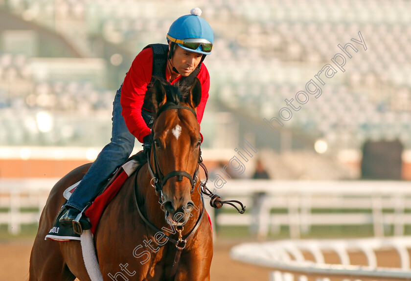 Holding-Gold-0002 
 HOLDING GOLD exercising in preparation for The Al Quoz Sprint Meydan 28 Mar 2018 - Pic Steven Cargill / Racingfotos.com