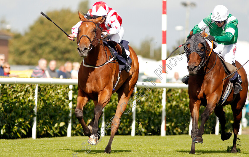 Dubai-Acclaim-0003 
 DUBAI ACCLAIM (left, Sammy Jo Bell) beats HAMMER GUN (right) in The Mondialiste Leger Legends Classified Stakes
Doncaster 11 Sep 2019 - Pic Steven Cargill / Racingfotos.com