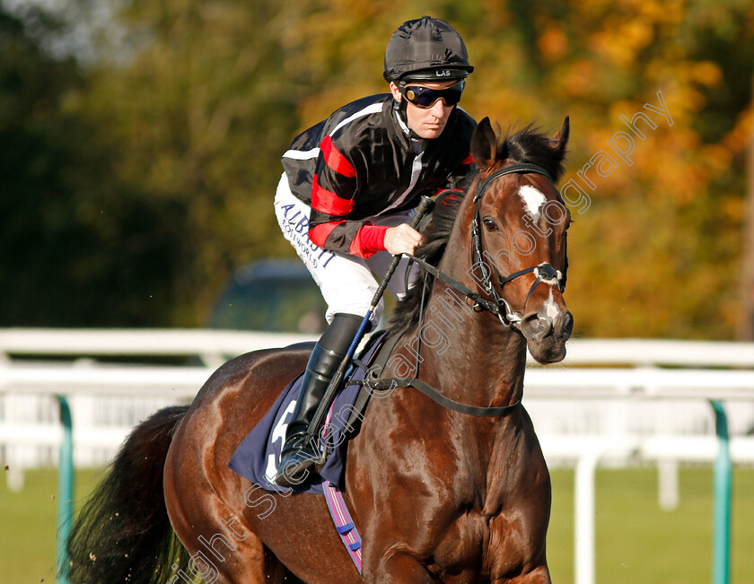 Francis-Xavier-0001 
 FRANCIS XAVIER (Pat Cosgrave) Lingfield 5 Oct 2017 - Pic Steven Cargill / Racingfotos.com