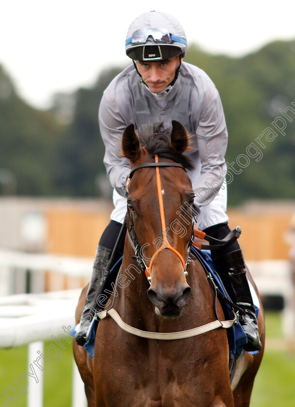 Fashion-Queen-0001 
 FASHION QUEEN (Daniel Tudhope)
York 22 Aug 2018 - Pic Steven Cargill / Racingfotos.com