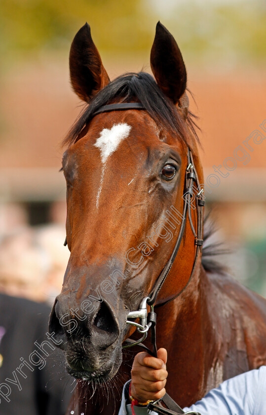 Nostrum-0014 
 NOSTRUM (Ryan Moore) winner of The Tattersalls Stakes
Newmarket 22 Sep 2022 - Pic Steven Cargill / Racingfotos.com