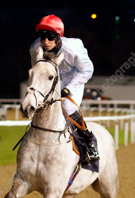 Grey-Phoenix-0001 
 GREY PHOENIX (Ross Coakley)
Wolverhampton 20 Dec 2024 - Pic Steven Cargill / Racingfotos.com