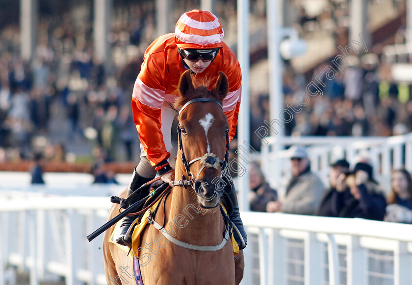 Teriferma-0003 
 TERIFERMA (Sean Bowen) winner of The JCB Triumph Trial Juvenile Hurdle 
Cheltenham 14 Dec 2024 - Pic Steven Cargill / Racingfotos.com