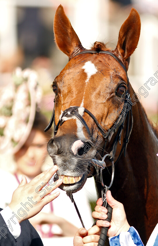 Cleonte-0010 
 CLEONTE after The Queen Alexandra Stakes
Royal Ascot 22 Jun 2019 - Pic Steven Cargill / Racingfotos.com