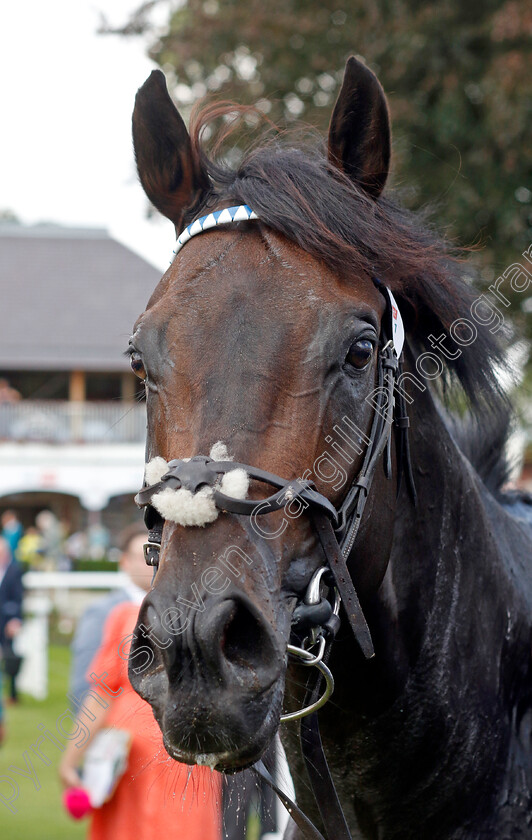 Alflaila-0010 
 ALFLAILA winner of The Sky Bet & Symphony Group Strensall Stakes
York 20 Aug 2022 - Pic Steven Cargill / Racingfotos.com