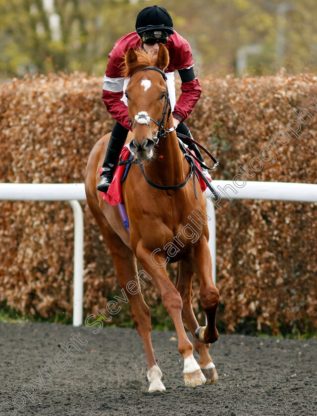 Achernar-0001 
 ACHERNAR (Harry Davies)
Kempton 3 Apr 2024 - Pic Steven Cargill / Racingfotos.com