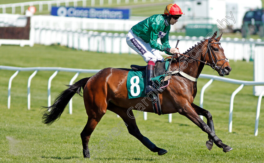 Presenting-Pearl-0001 
 PRESENTING PEARL (Aidan Coleman) Cheltenham 19 Apr 2018 - Pic Steven Cargill / Racingfotos.com