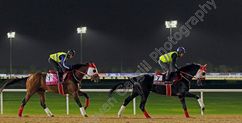 Libyan-Glass-and-Forever-Young-0001 
 LIBYAN GLASS leading FOREVER YOUNG training at the Dubai World Cup
Meydan Dubai 26 Mar 2024 - Pic Steven Cargill / Racingfotos.com