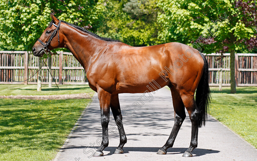 Elyaasaat-0004 
 ELYAASAAT Shadwell Stud 8 May 2018 - Pic Steven Cargill / Racingfotos.com