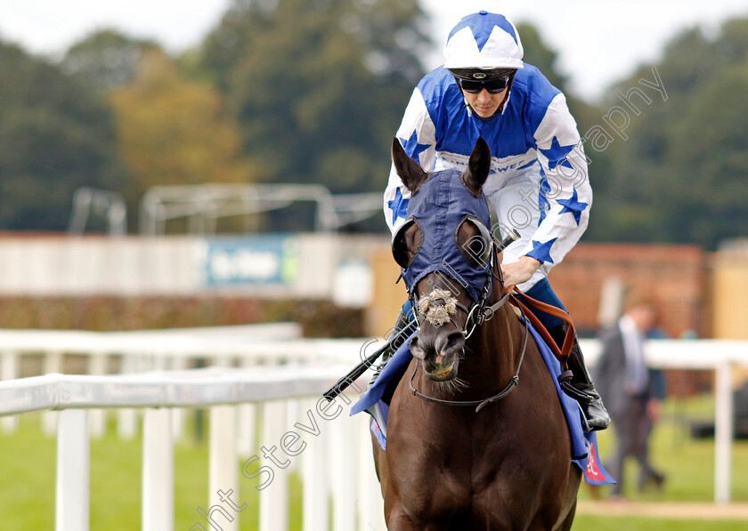 Fivethousandtoone-0001 
 FIVETHOUSANDTOONE (David Probert)
York 24 Aug 2024 - Pic Steven Cargill / Racingfotos.com