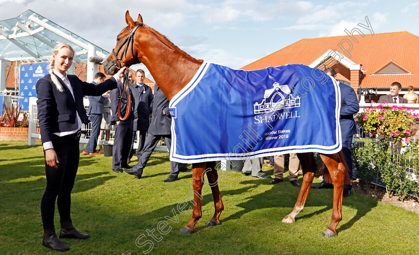 Daahyeh-0007 
 DAAHYEH after The Shadwell Rockfel Stakes
Newmarket 27 Sep 2019 - Pic Steven Cargill / Racingfotos.com