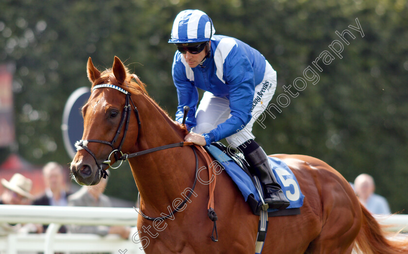 Muraahin-0002 
 MURAAHIN (Jim Crowley)
Salisbury 16 Aug 2018 - Pic Steven Cargill / Racingfotos.com