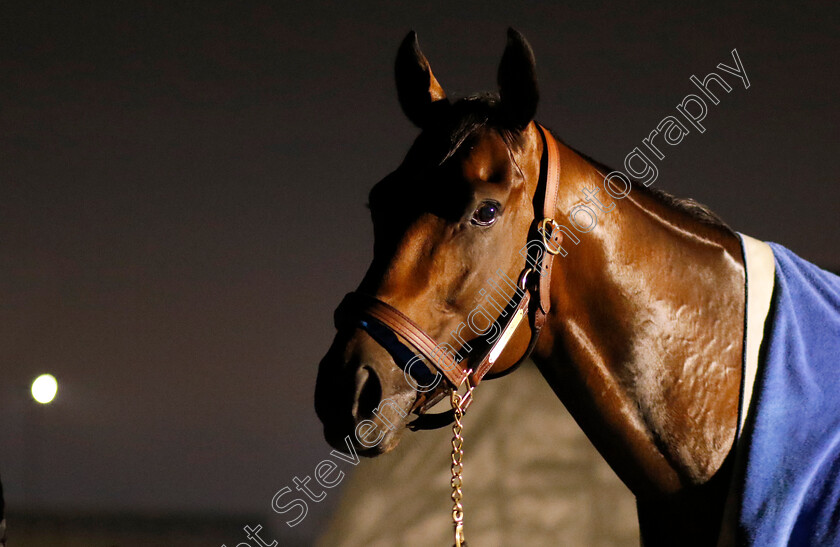 Flightline-0007 
 FLIGHTLINE after training for the Breeders' Cup Classic
Keeneland USA 1 Nov 2022 - Pic Steven Cargill / Racingfotos.com