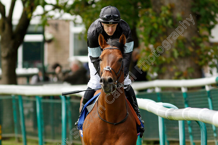 Kerdos-0012 
 KERDOS (Richard Kingscote) winner of The Betfred Temple Stakes
Haydock 25 May 2024 - Pic Steven Cargill / Racingfotos.com