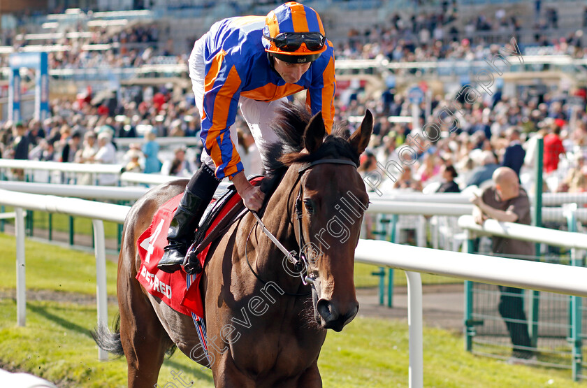 Ecstatic-0001 
 ECSTATIC (Ryan Moore)
Doncaster 12 Sep 20234 - Pic Steven Cargill / Racingfotos.com