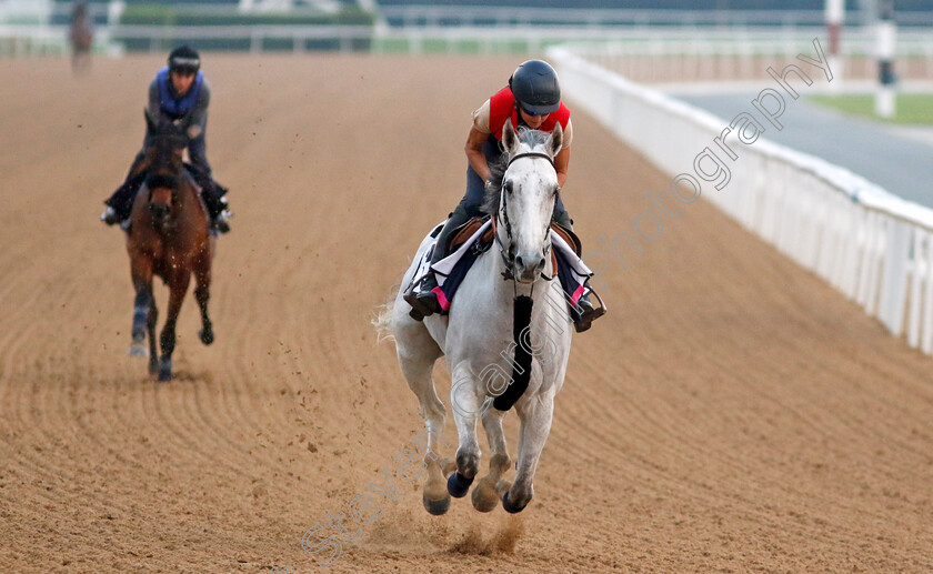 Batwan-0002 
 BATWAN training at the Dubai Racing Carnival 
Meydan 4 Jan 2024 - Pic Steven Cargill / Racingfotos.com