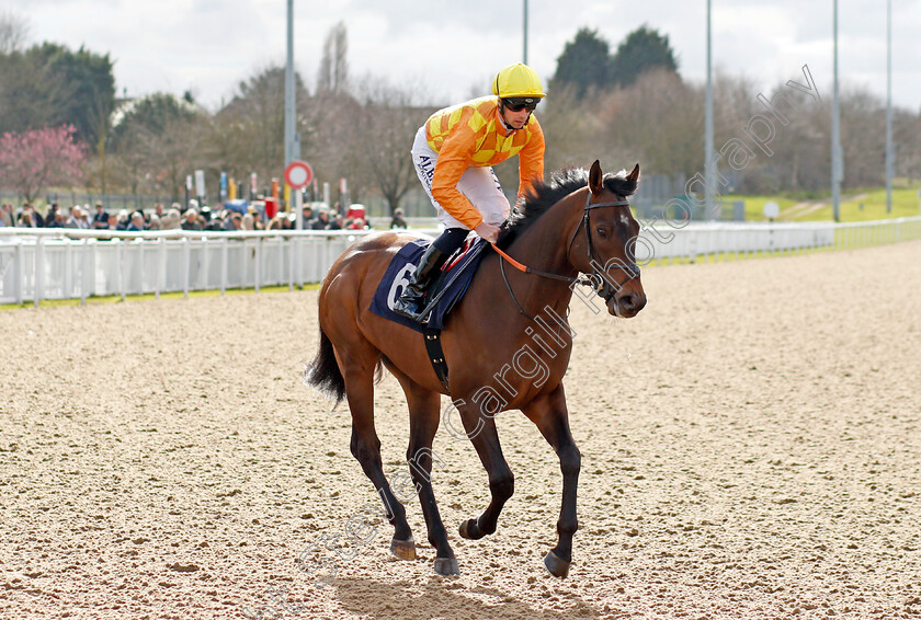 Tinker-Toy-0002 
 TINKER TOY (Jack Mitchell) winner of The Mansionbet Lady Wulfruna Stakes
Wolverhampton 12 Mar 2022 - Pic Steven Cargill / Racingfotos.com