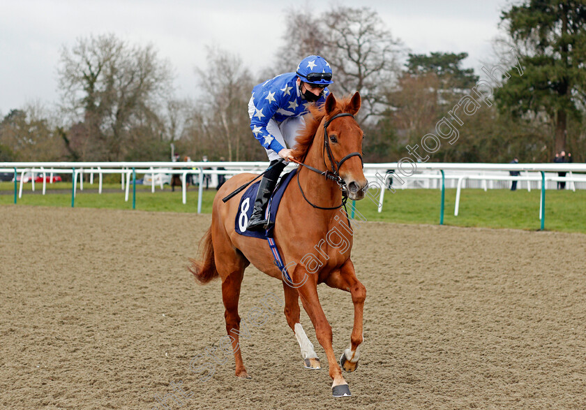 Toora-Loora-0001 
 TOORA LOORA (Callum Shepherd)
Lingfield 6 Feb 2021 - Pic Steven Cargill / Racingfotos.com