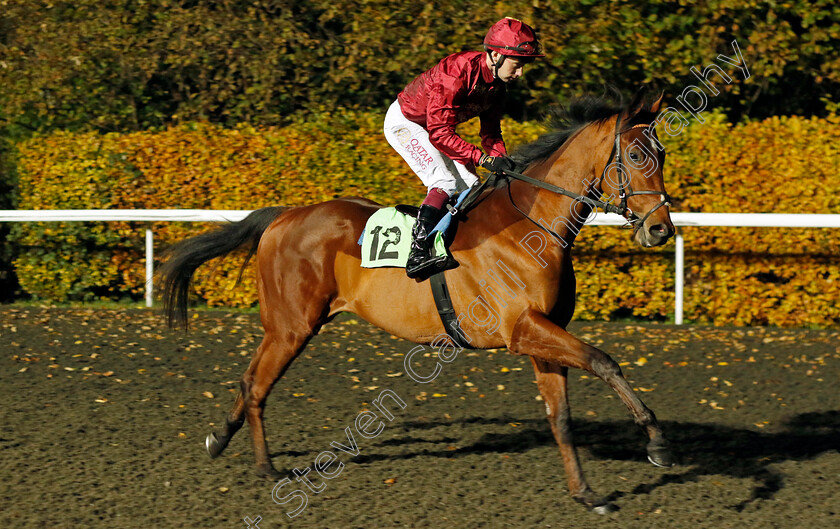 Sword-0001 
 SWORD (Oisin Murphy)
Kempton 15 Nov 2023 - Pic Steven Cargill / Racingfotos.com