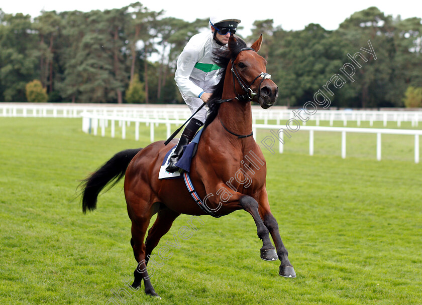 Repaupo-0001 
 REPAUPO (Robert Havlin)
Ascot 8 Sep 2018 - Pic Steven Cargill / Racingfotos.com