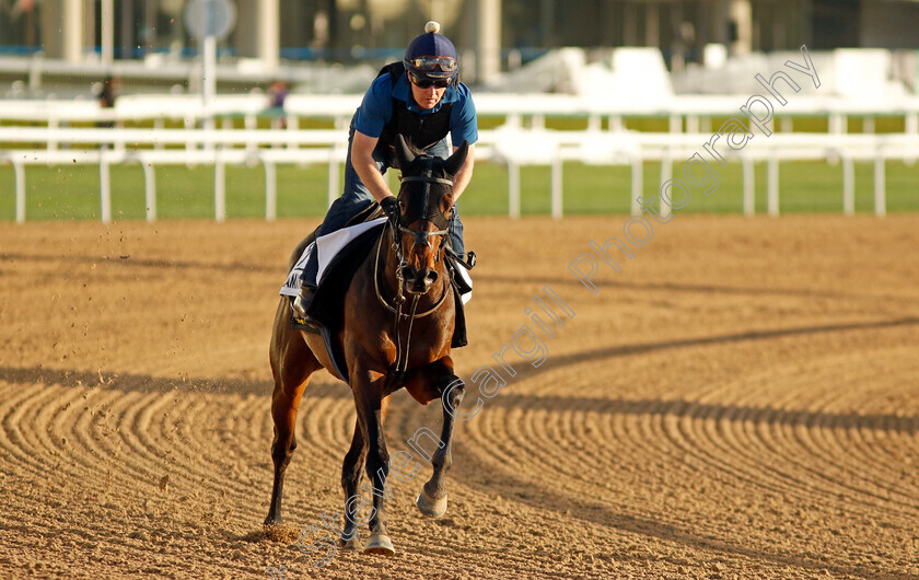 Flaming-Rib-0001 
 FLAMING RIB training for The Al Quoz Sprint
Meydan, Dubai, 22 Mar 2023 - Pic Steven Cargill / Racingfotos.com