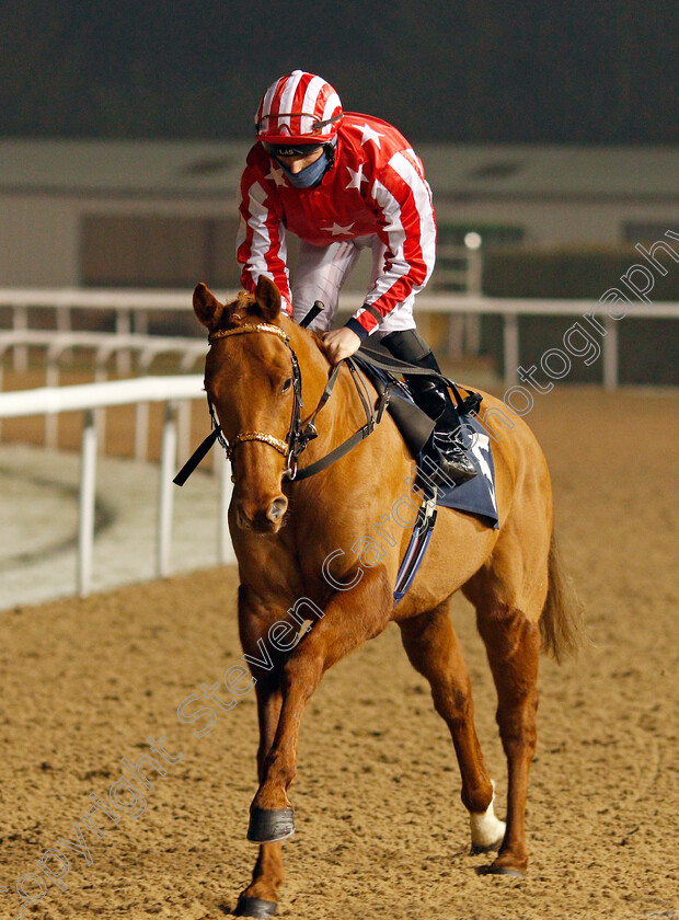 Little-Red-Rooster-0001 
 LITTLE RED ROOSTER (Rhys Clutterbuck)
Wolverhampton 7 Jan 2021 - Pic Steven Cargill / Racingfotos.com