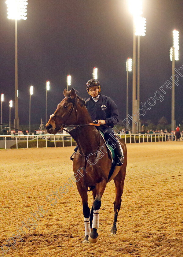 Westover-0006 
 WESTOVER (Ryan Moore) training for the Sheema Classic
Meydan, Dubai, 23 Mar 2023 - Pic Steven Cargill / Racingfotos.com