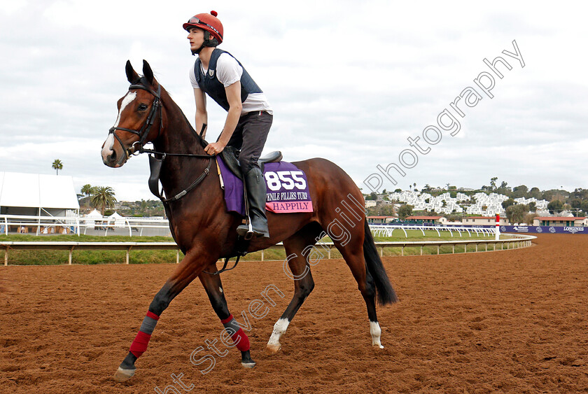 Happily-0001 
 HAPPILY training for The Breeders' Cup Juvenile Fillies Turf at Del Mar 2 Nov 2017 - Pic Steven Cargill / Racingfotos.com