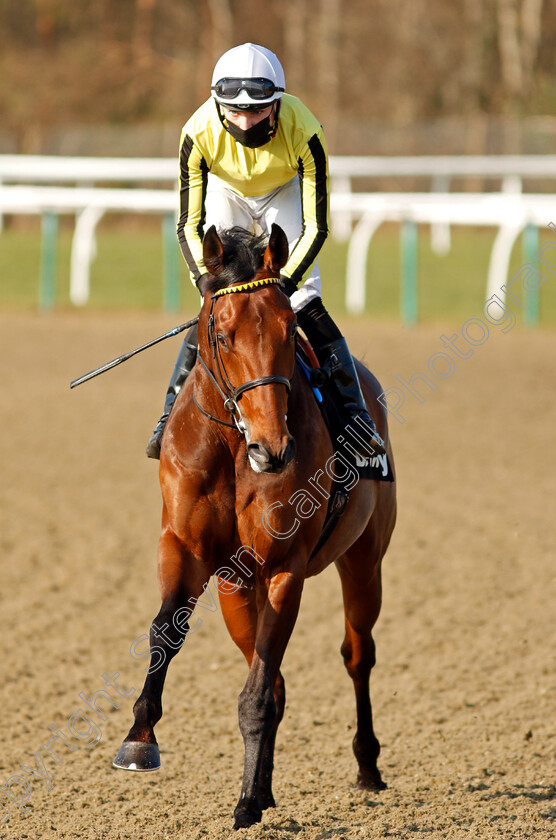 Father-Of-Jazz-0002 
 FATHER OF JAZZ (Callum Shepherd)
Lingfield 27 Feb 2021 - Pic Steven Cargill / Racingfotos.com