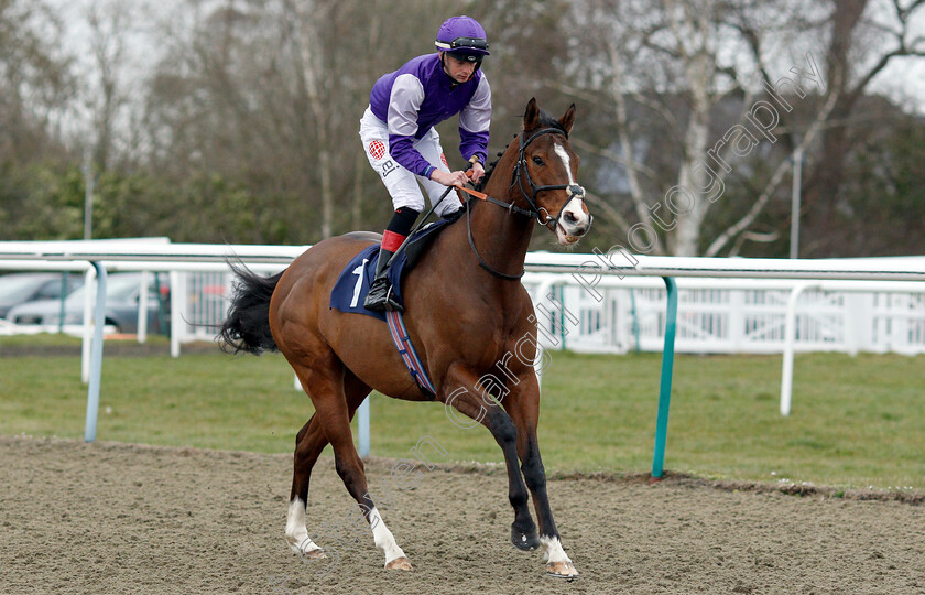 Nelson s-Hill-0001 
 NELSON'S HILL (Aaron Jones) 
Lingfield 2 Mar 2019 - Pic Steven Cargill / Racingfotos.com