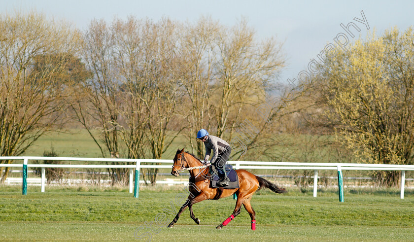 Honeysuckle-0008 
 HONEYSUCKLE exercising on the eve of the Cheltenham Festival
Cheltenham 14 Mar 2022 - Pic Steven Cargill / Racingfotos.com