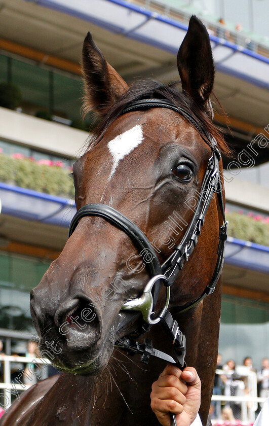 Shambolic-0010 
 SHAMBOLIC after The Royal Foresters British EBF Fillies Novice Stakes
Ascot 8 Sep 2018 - Pic Steven Cargill / Racingfotos.com