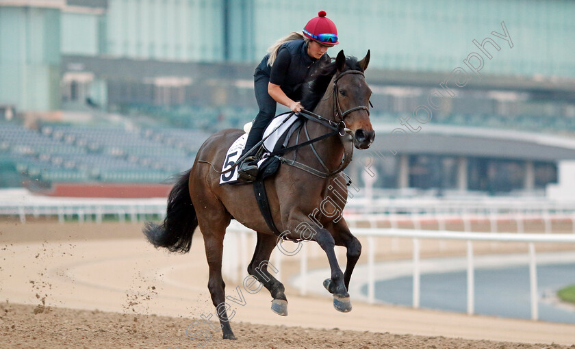 Trevaunance-0002 
 TREVAUNANCE training at the Dubai Racing Carnival
Meydan 1 Feb 2024 - Pic Steven Cargill / Racingfotos.com