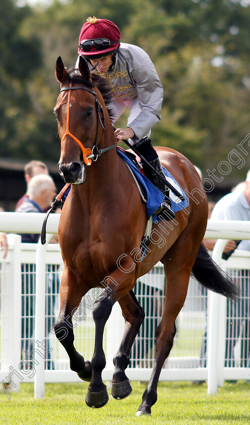 Sharg-0001 
 SHARG (Ryan Moore)
Salisbury 16 Aug 2018 - Pic Steven Cargill / Racingfotos.com