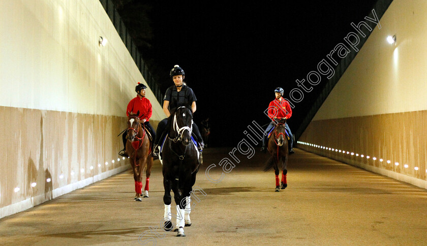 Coal-Front-0001 
 COAL FRONT training for The Godolphin Mile
Meydan 28 Mar 2019 - Pic Steven Cargill / Racingfotos.com